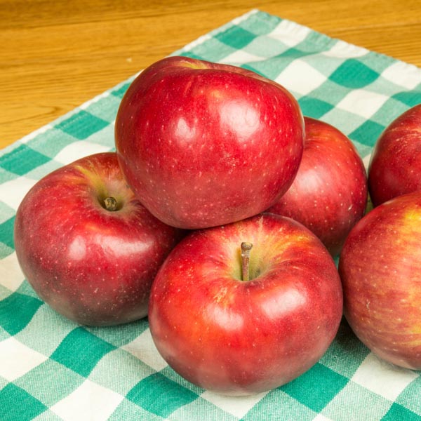 Apple 'Stayman' (Malus pumila) My Garden Life