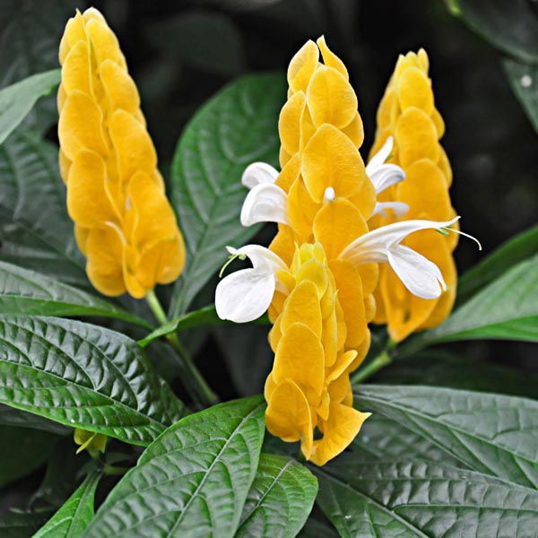 Shrimp Plant, Lollipop Plant (Pachystachys lutea) My Garden Life
