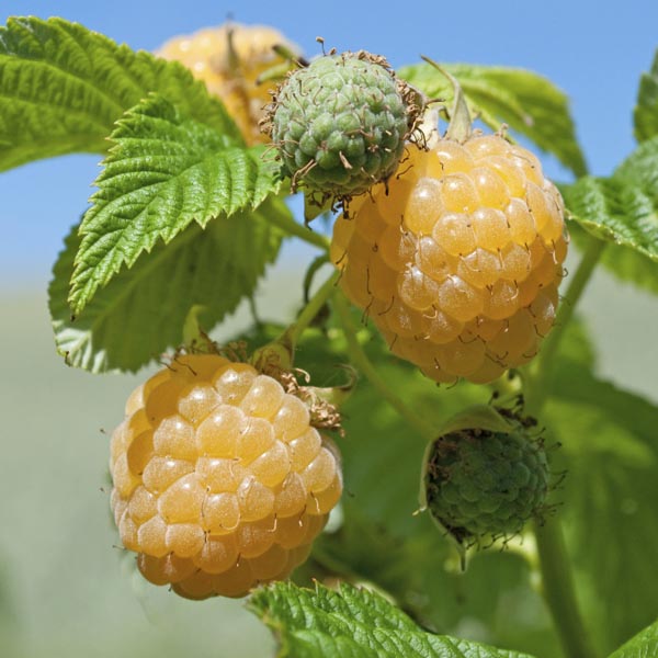 Gold Raspberry 'Fall Gold' (Rubus Hybrid) My Garden Life