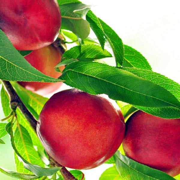 Nectarine 'Western Pride' (Prunus persica var. nucipersica) My Garden