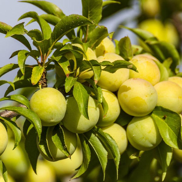 Plum 'Candy Sweet' (Prunus domestica) My Garden Life