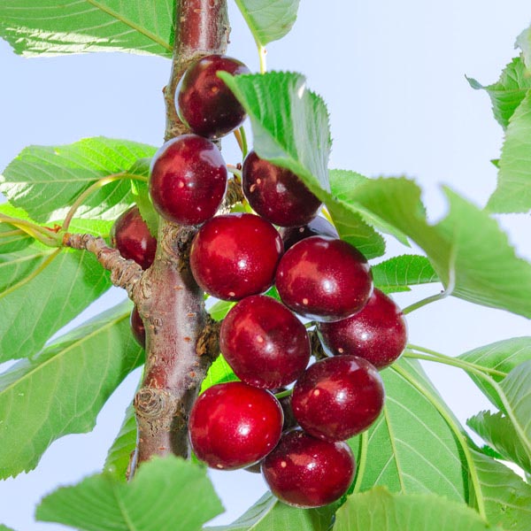 Sweet Cherry 'Tulare' (Prunus avium) My Garden Life