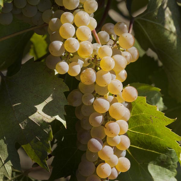 Wine Grape 'Frontenac Blanc' (Vitis hybrid) My Garden Life