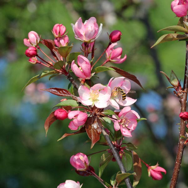 Sargent Crabapple Tree - All information about healthy recipes and cooking tips