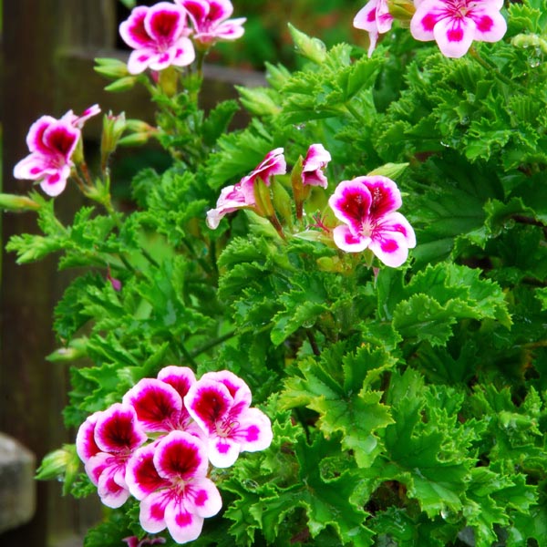 Scented Geranium (Pelargonium crispum) My Garden Life