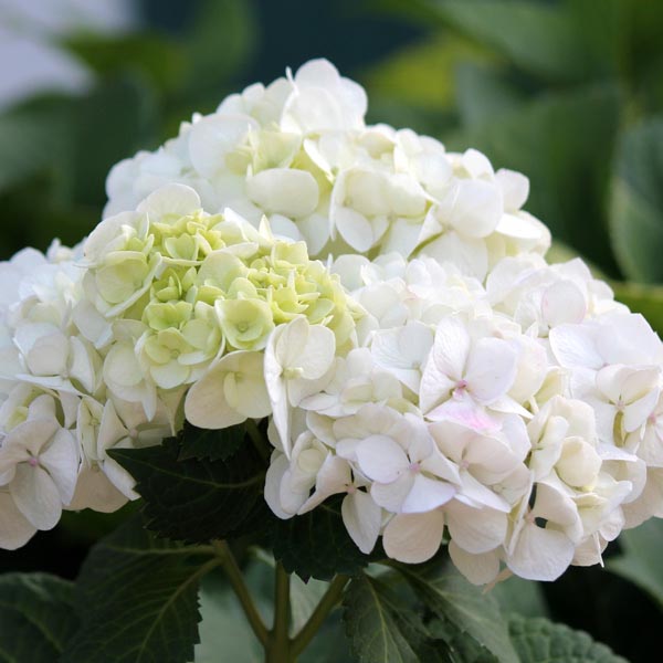 Hardy Hydrangea, Bigleaf Hydrangea 'Blushing Bride' (Hydrangea