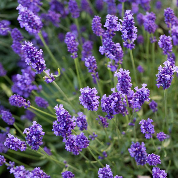 English Lavender �Mini Blue� (Lavandula angustifolia) My
