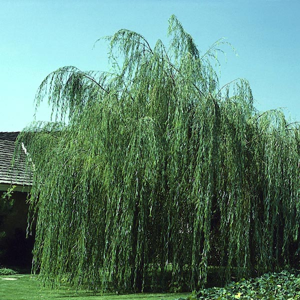 Wisconsin Weeping Willow (Salix x blanda) My Garden Life