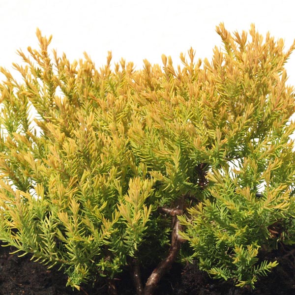 Creeping Juniper 'Gold Strike' (Juniperus horizontalis) My Garden Life