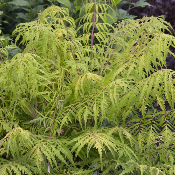 Cutleaf Smooth Sumac 'Laciniata' (Rhus glabra) | My Garden Life