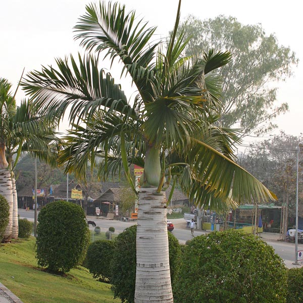 Spindle Palm Indoors (Hyophorbe verschaffeltii) My Garden Life