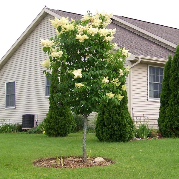 Japanese Tree Lilac Snowdance™ (Syringa reticulata) My Garden Life