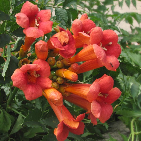 Trumpet Vine 'Madame Galen' (Campsis x tagliabuana) My Garden Life