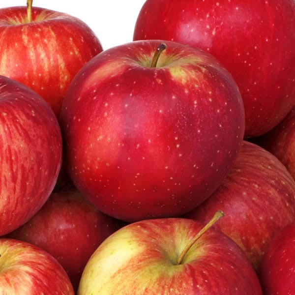 Apple 'Haralson' (Malus pumila) My Garden Life