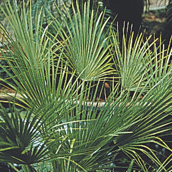 Windmill Palm, European Fan Palm (Chamaerops humilis) My Garden Life
