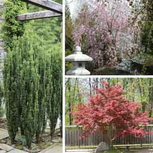 Ornamental Trees | My Garden Life
