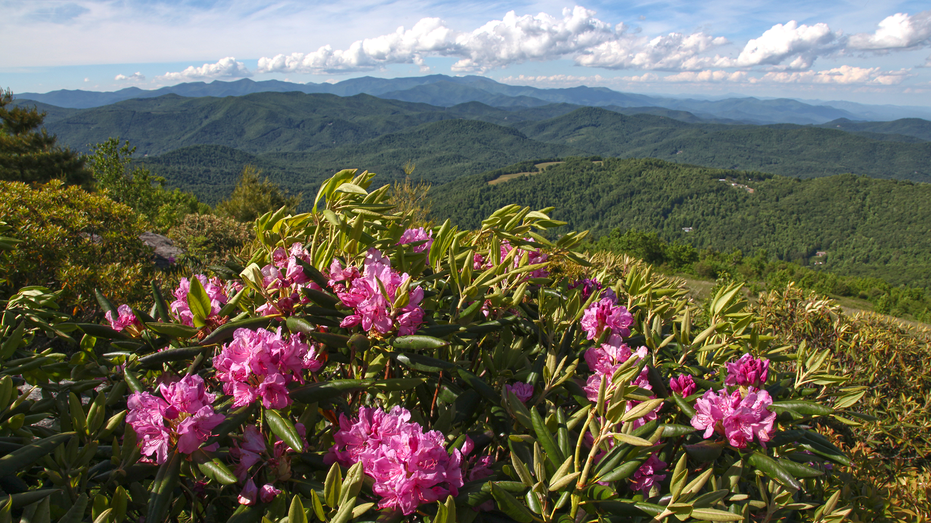 WNCisHome-Hero Banner-1920x1080-Little Pisgah-Rhododendrons-2021-IMG_9195 copy.png