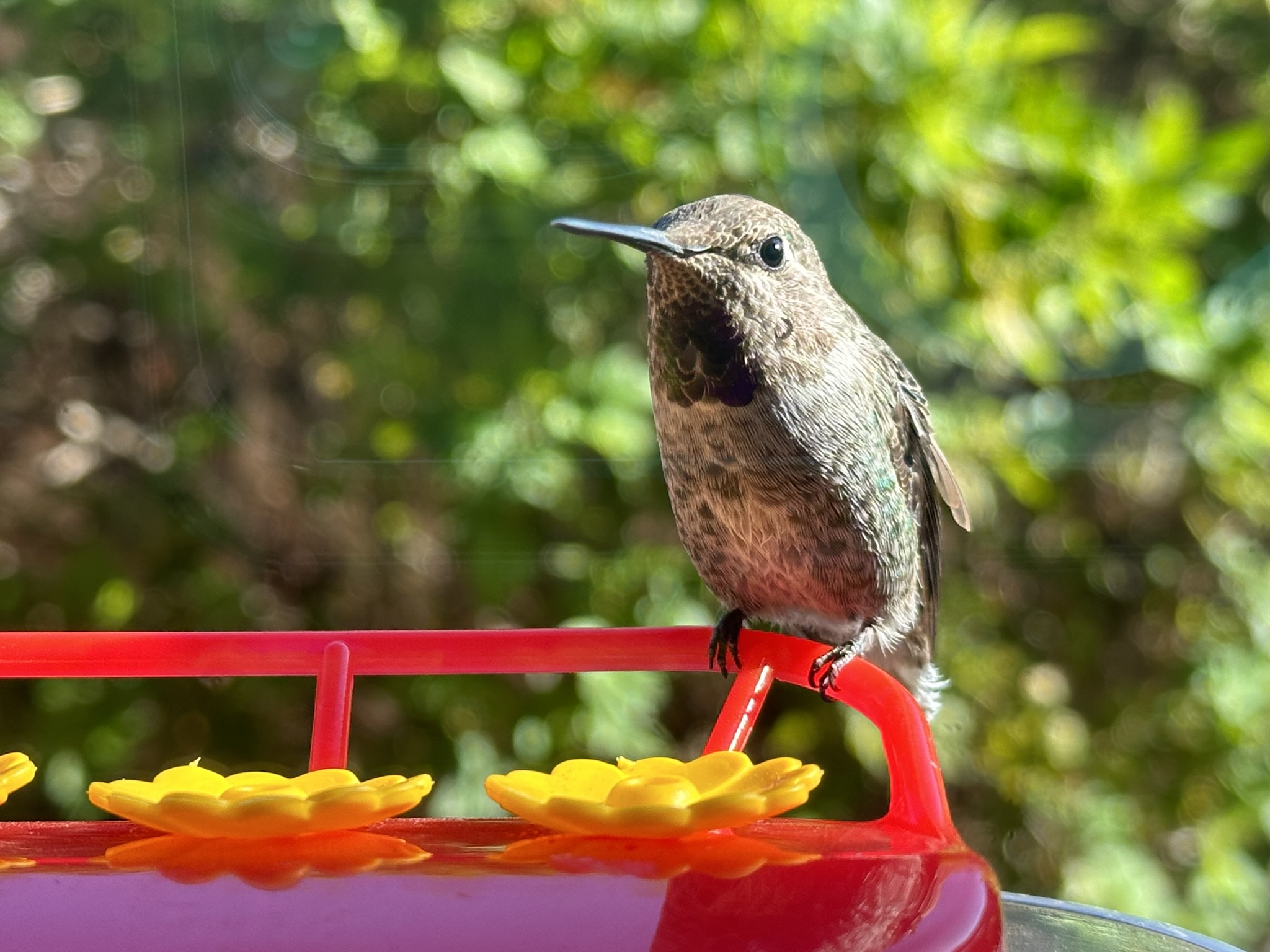 Hummer Fanimal Have you or someone you know had a unique connection with a wild animal ...