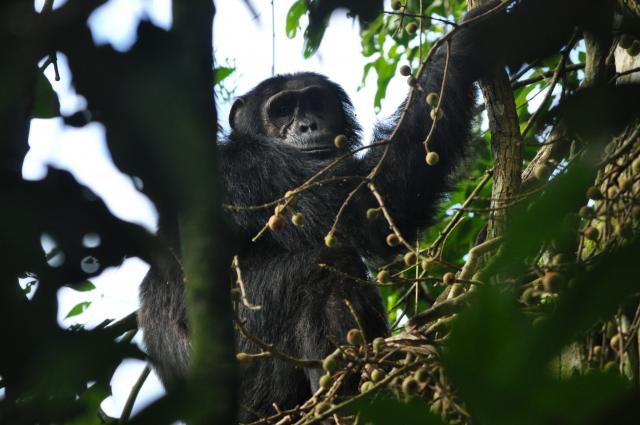 Thabo in Kibale National Forest