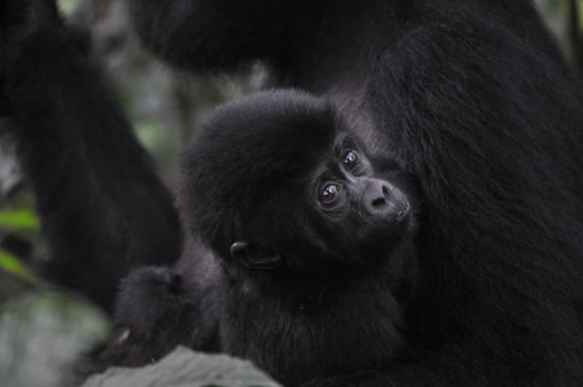 Rukundo's Baby - Gorilla's in the Mist