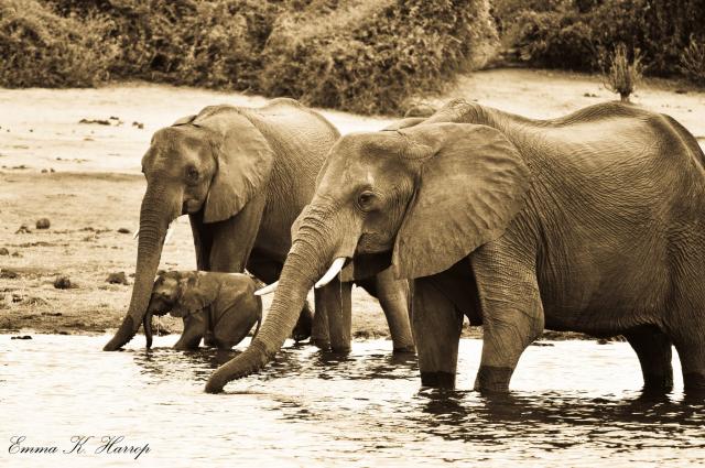 Chobe National Park Elephants