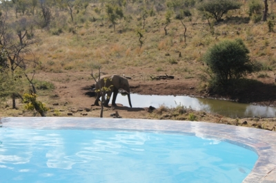 Elephant at the waterhole at Royal Madikwe