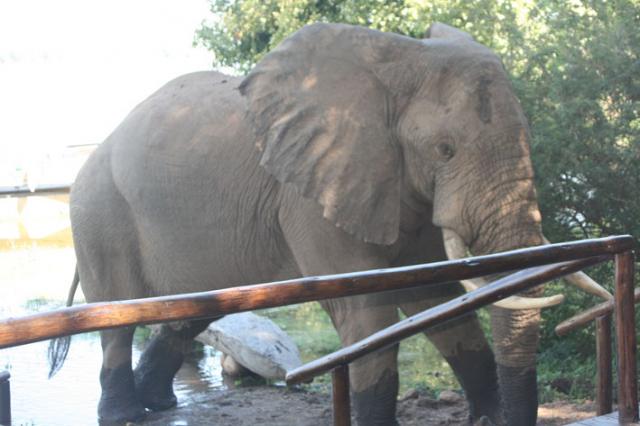 Game viewing at your doorstep