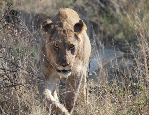 Male Lion after a large feast - find our vehicle extremely interesting & approaching for a check out