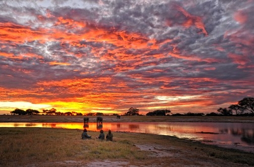 Elephants Drinking under a beautiful Sunset