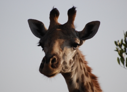 Giraffe