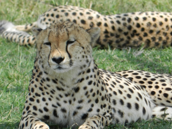 leopards resting under a tree