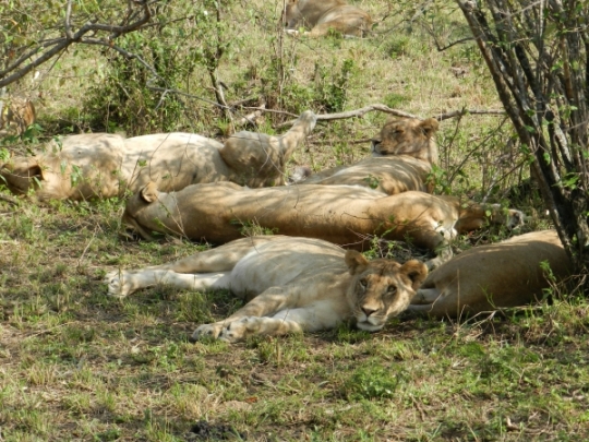 pride o 9 lions
