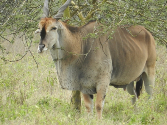 eland in kenya