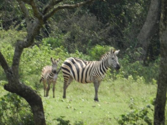 zebra with baby