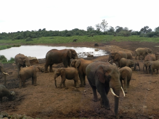 elephants at the ark getting water