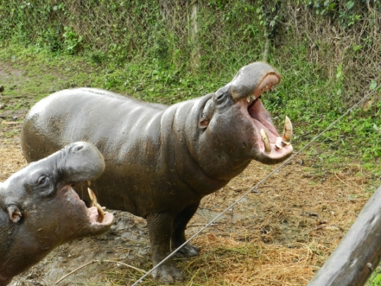 pygmy hippos at the animal sanctuary Mt Kenya Safari club