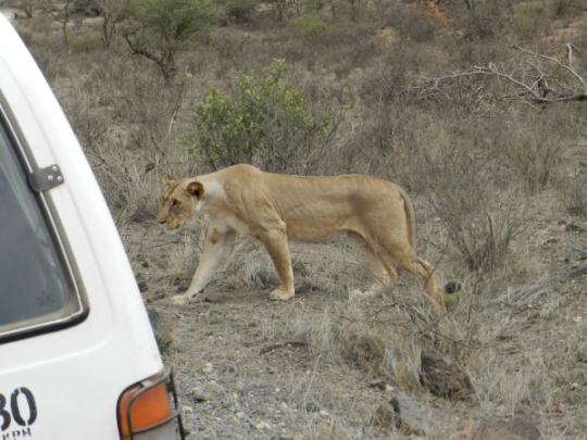 lioness by truck