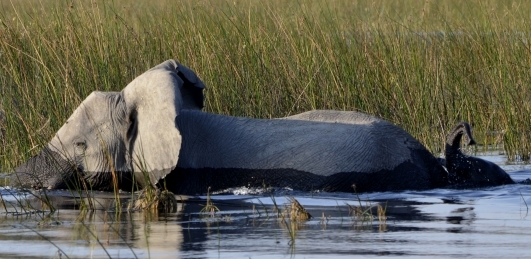 Mom and Baby Elephant crossing