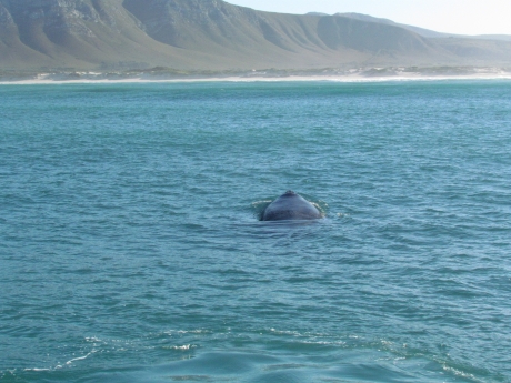Whale Footprint