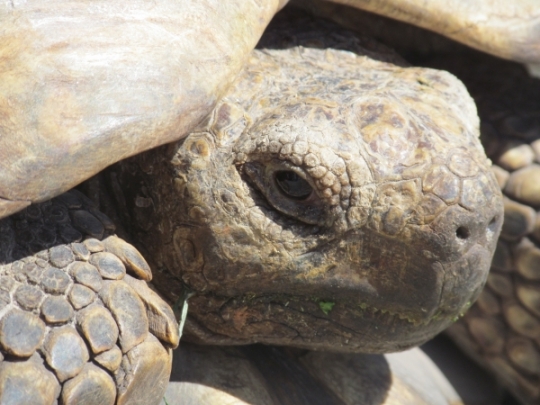 Overtaking a Tortoise