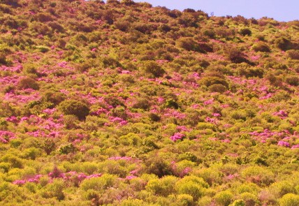 Stunning Fynbos along Route 62