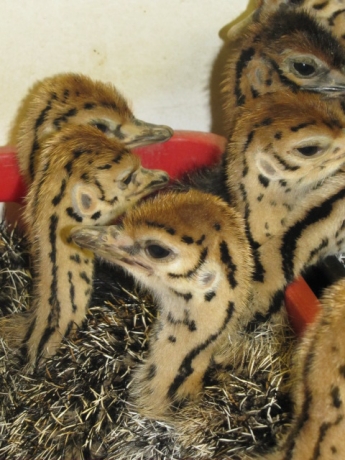 Baby ostriches at the show farm in Oudtshoorn
