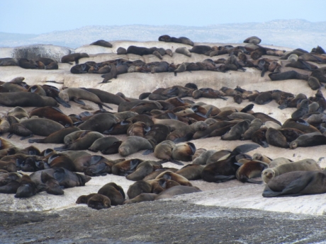 Cape Seal Colony