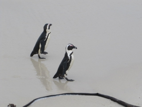 Boulders Beach, Simons Town