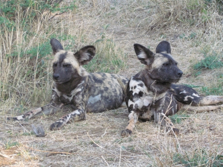 Endangered African Wild Dog