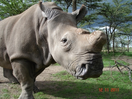 Rare Northern White Rhino - Ol Pejeta, Near Mount Kenya