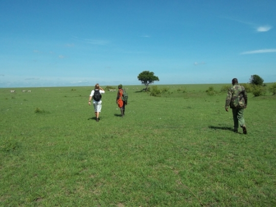 Walking in the  Mara with the Masai