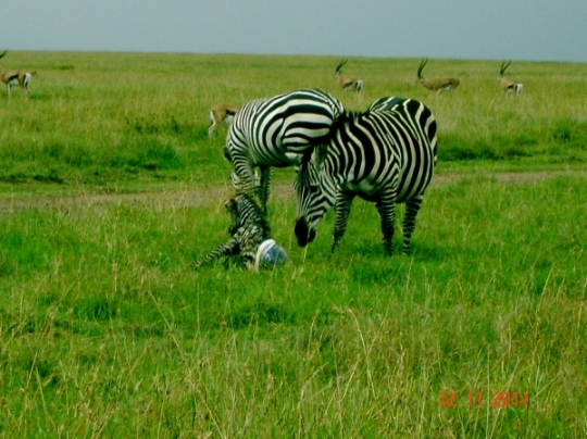 Welcome to the world! A zebra gives birth in front of us.