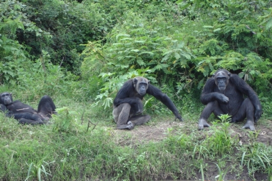 Chimp Sanctuary at Ol Pejeta