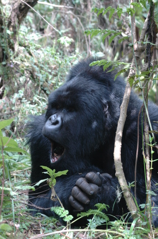 The Silverback of the Susa group, Virunga Mountains, Rwanda